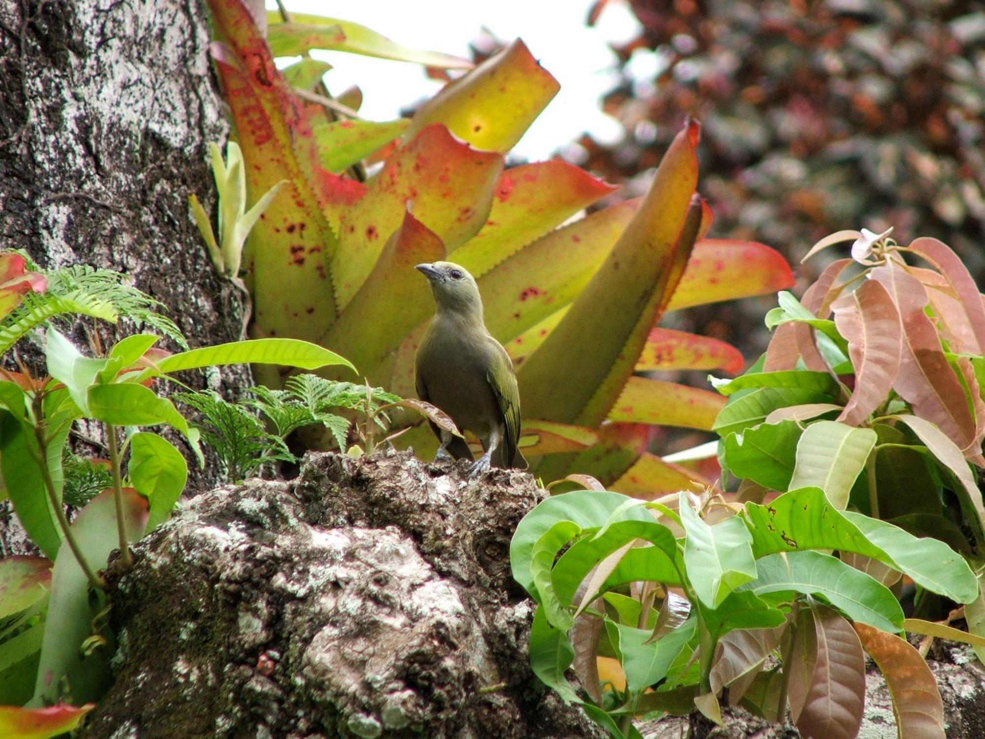 Отель Pousada Cauca Ilha Grande  Экстерьер фото